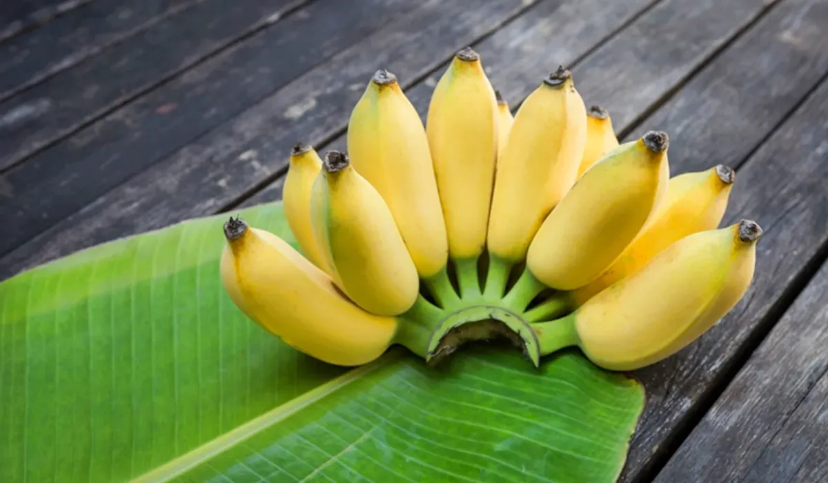 กล้วย: ผลไม้มหัศจรรย์ สรรพคุณเพียบ